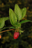 Lonicera fragrantissima RCP 4-2016 (85) fruit.JPG
